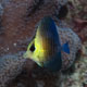 Brushtail tang, juvenile