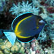 Whitecheek surgeonfish