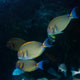 Yellowfin surgeonfish