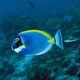 Powderblue surgeonfish