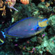 Bignose unicornfish 