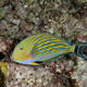 Lined Tang