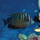 Sailfin Tang