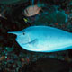 Spotted unicornfish