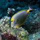 Yellowkeel unicornfish