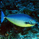 Sleek unicornfish