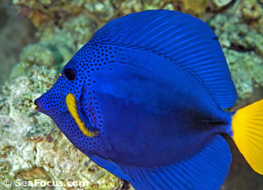 french angelfish in Grenada