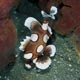 Many-spotted sweetlips, juvenile