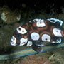 Many-spotted sweetlips, Intermediate stage