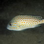 Indonesian sweetlips, Intermediate stage