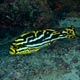 Oriental sweetlips, intermediate stage