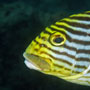 Oriental sweetlips, adult