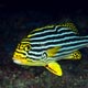 Oriental sweetlips - adult