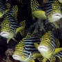 Oriental sweetlips in a school