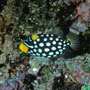 Clown triggerfish, juvenile, Maldives