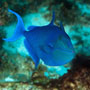 Redtooth triggerfish, Tanzania