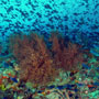 Redtooth triggerfish, Indonesia
