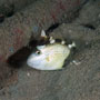 Starry triggerfish, Mozambique