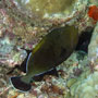 Indian triggerfish Maldives