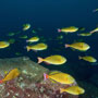 Redtail or Crosshatch Triggerfish, Mexico