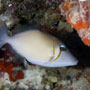 Scythe triggerfish, Maldives