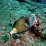 Titan triggerfish, Thailand