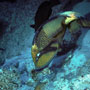 Titan triggerfish building a nest, Indonesia