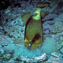 Titan triggerfish building a nest, Indonesia