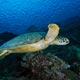 Green turtle, Maratua, Indonesia