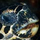 Hawksbill turtle, West Papua, Indonesia