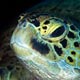 Green turtle, Maratua, Indonesia