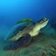 Green turtle, Egypt