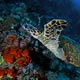 Hawksbill turtle, Philippines