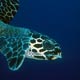 Hawksbill turtle, Borneo