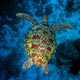 Green turtle, Manado, Indonesia