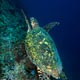 Hawksbill turtle, Lombok, Indonesia