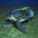 Green turtle, Egypt