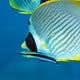 Cleaner wrasse