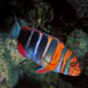 Harlequin Tuskfish