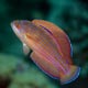 Red Sea eightline flasher wrasse