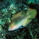 Twospot wrasse, Philippines