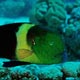 Broomtail wrasse