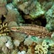 Mental wrasse