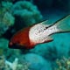 Lyretail hogfish, Jordan