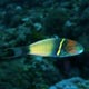 Sunset wrasse, Tanzania 