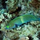 Ring wrasse