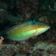 Shoulderspot wrasse, Tanzania