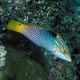 Checkerboard wrasse, Maldives