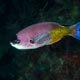 Creole wrasse, Carriacou