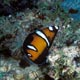 Yellowtail coris, juv, PNG